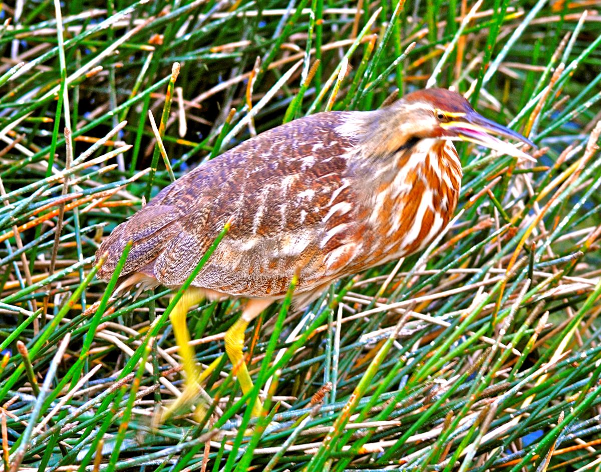 American Bittern